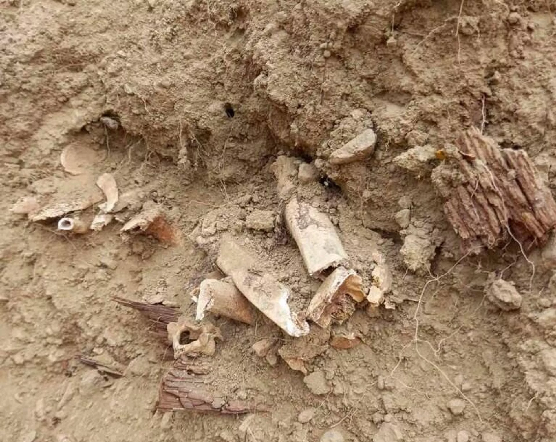 Остаци тела давно упокојених Срба са преораног старог гробља у Косовској Митровици - Sputnik Србија, 1920, 25.01.2026