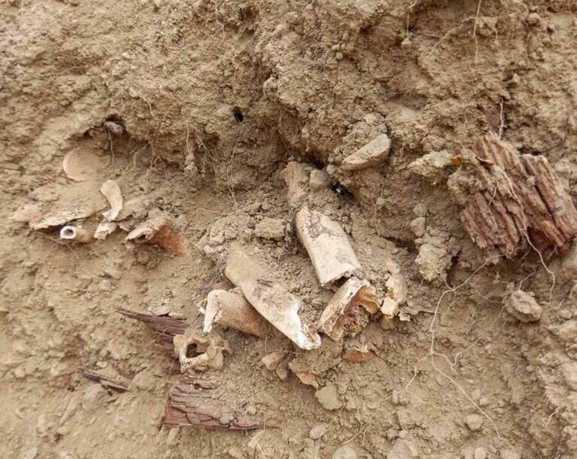 Остаци тела давно упокојених Срба са преораног старог гробља у Косовској Митровици - Sputnik Србија, 1920, 25.01.2026