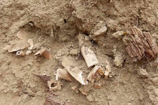 Остаци тела давно упокојених Срба са преораног старог гробља у Косовској Митровици - Sputnik Србија