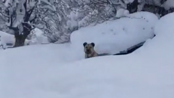 Пас у снегу у Турској - Sputnik Србија