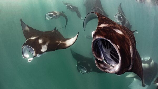 Snimok Alien invasion fotografa Marco Lausdei, ocenennый v kategorii Compact Behavior konkursa Ocean Art 2025  - Sputnik Srbija