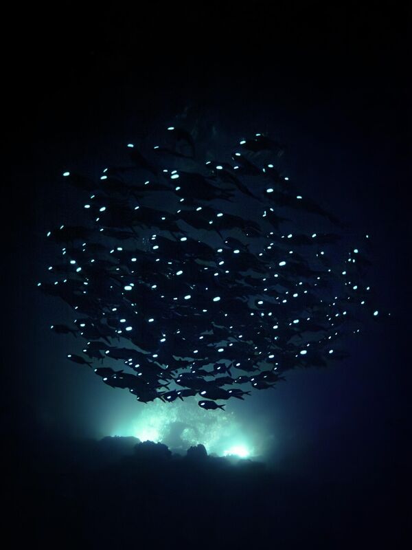 Похвала – Црна вода: Акира Асахина „Океански фантоми“ - Sputnik Србија