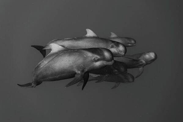 Похвала – Црно-бело: Шунсуке Накано „Породична веза“ - Sputnik Србија