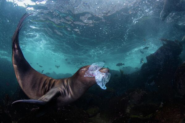 Четврто место – Подводна заштита: Селија Кујала „Опасна играчка“ - Sputnik Србија