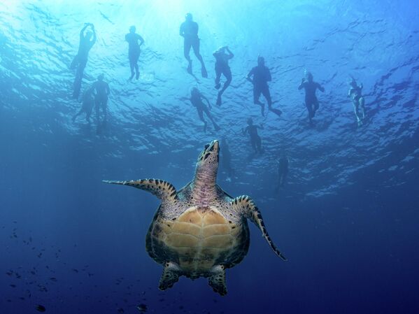 Прво место – Компактни широки угао: Хеми Чо „Зелена корњача и рониоци“Хеми Чо је освојио ваучер од 1000 долара за коришћење на луксузној флоти Jardines Avalon на Куби. - Sputnik Србија