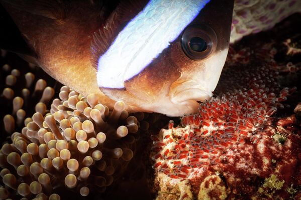 Друго место – Компактни макро: Дон Бушард „Дан очева“ - Sputnik Србија