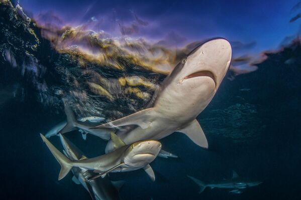 Прво место – Широки угао: Бајрон Конрој „Последње светло“ - Sputnik Србија