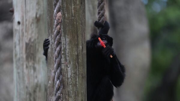 Паук мајмун - Sputnik Србија