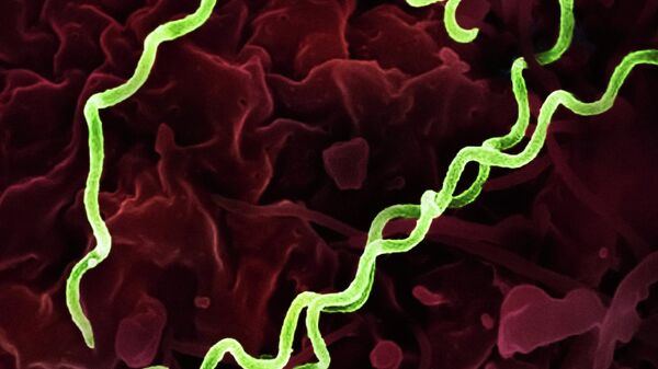 Bakterija „Treponema palidum“ - Sputnik Srbija