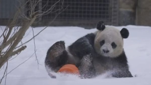 Брига ме за зиму, брига ме за све: Џиновске панде уживају на снегу /видео/