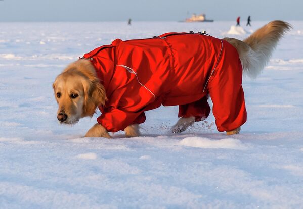 Пас са зимском спреман за дружење. - Sputnik Србија