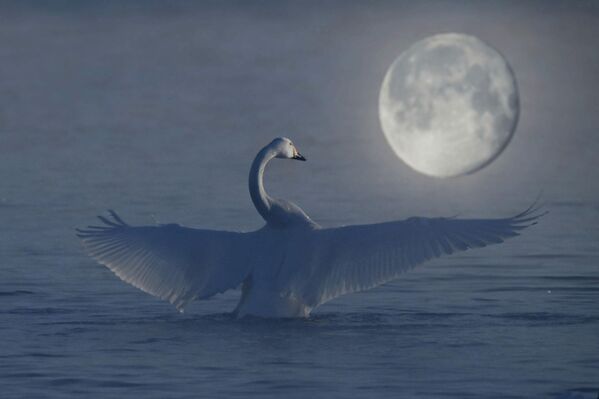 Labud zimuje na jezeru Svetloje, delu državnog prirodnog rezervata Lebedini u Altajskom kraju. - Sputnik Srbija