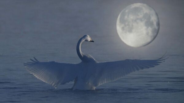 Lebedь zimuet na ozere Svetloe na territorii gosudarstvennogo prirodnogo kompleksnogo zakaznika Lebedinый v Altaйskom krae - Sputnik Srbija