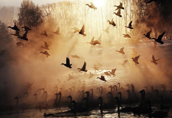 Jezero ostaje bez leda čak i pri jakim mrazevima zahvaljujući izvorima koji izbijaju sa dna, pa se labudovi redovno vraćaju ovde za zimu. - Sputnik Srbija