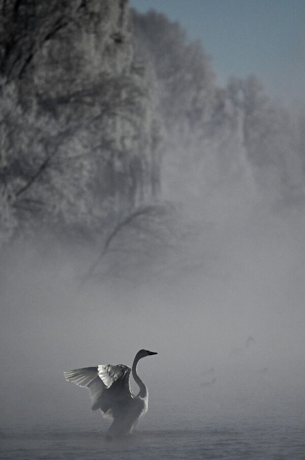 Na Svetlom jezeru zimuju uglavnom: pevac labud(najbrojniji i glavni zimski stanovnik) i ređe mali labud. - Sputnik Srbija