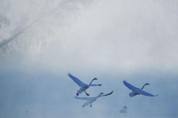 Na jezeru se često mogu videti porodične grupe — mladi labudovi ostaju uz roditelje tokom prve zime. - Sputnik Srbija