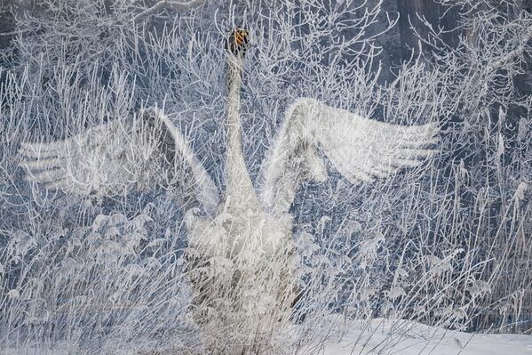 Svetlo jezero je pod posebnim režimom zaštite, a tokom zime kretanje ljudi je ograničeno stazama kako se labudovi ne bi uznemiravali. - Sputnik Srbija
