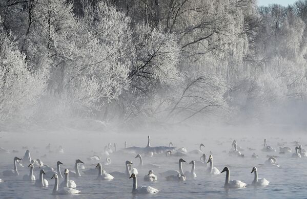 Jedne sezone na jezeru može biti i do nekoliko stotina do više od 800 labudova, u zavisnosti od broja ptica koje dolete. - Sputnik Srbija