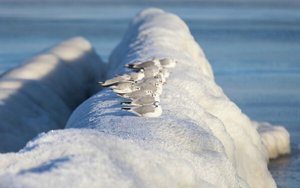 Обала Балтичког мора у Зеленоградску. - Sputnik Србија