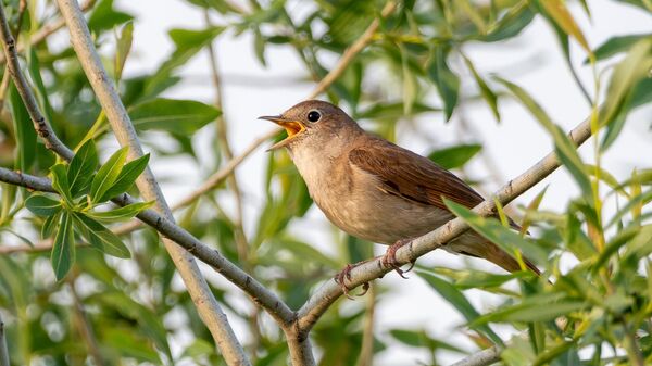 Славуј - једна од најлепших европских птица певачица - Sputnik Србија