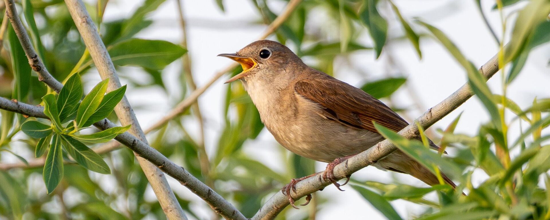 Славуј - једна од најлепших европских птица певачица - Sputnik Србија, 1920, 07.02.2026