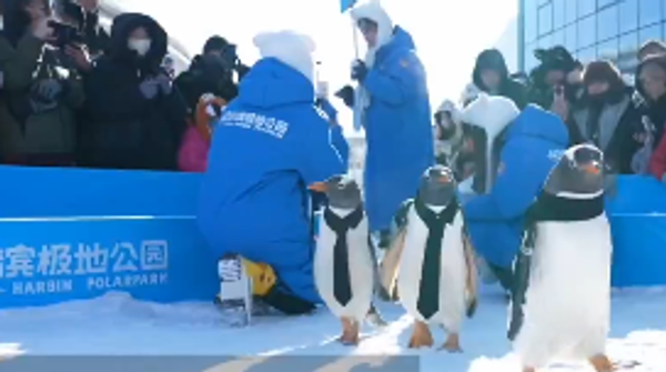 Пернати манекени: Традиционална годишња парада пингвина одржана у Харбину /видео/