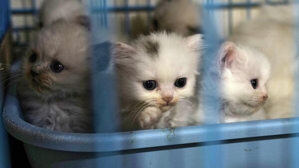 Koški v cvetočnom magazine Diana Abadi v Livane  - Sputnik Srbija