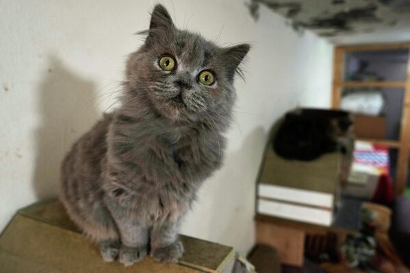 Abadi je počela tako što je primila jedno mače. - Sputnik Srbija