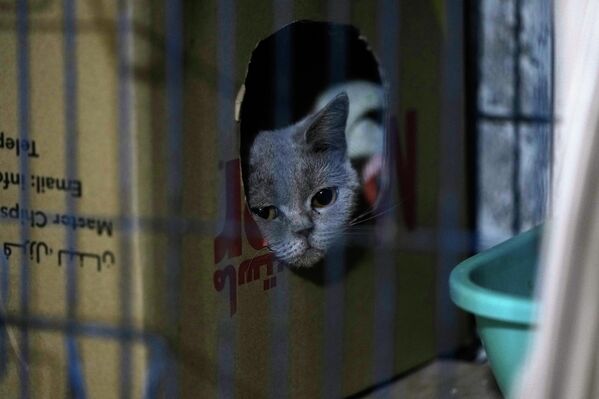 Među onima o kojima trenutno brine su Žužu, 13-godišnja, najstarija, kao i mačke po imenu Lulu, Flafi, Ema i Panda. - Sputnik Srbija