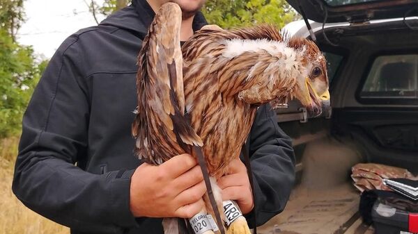 Prstenovani Feliks, niko nije slutio da će se zaputiti na Bliski istok - Sputnik Srbija