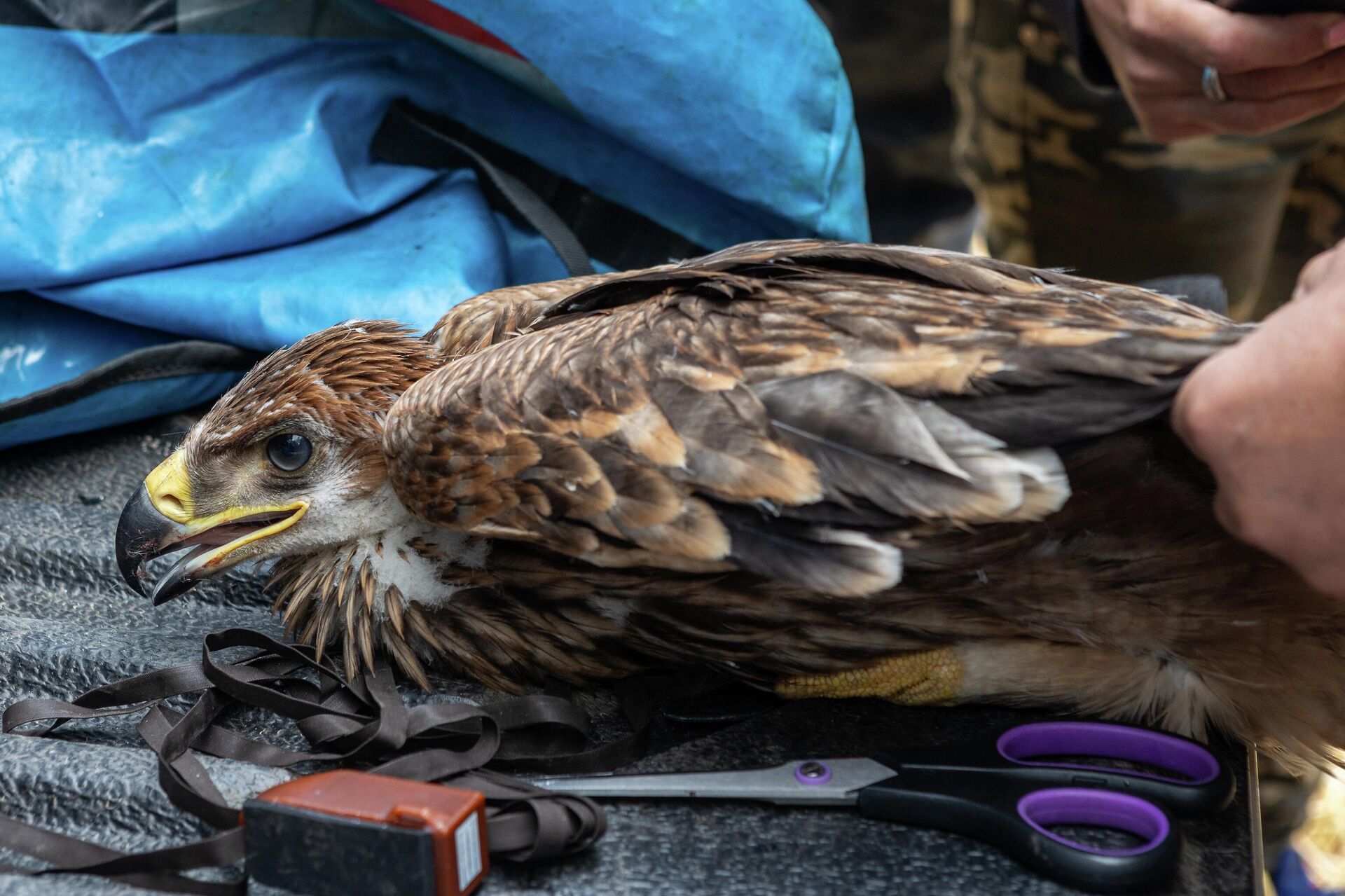 Прстеновање Феликса - Sputnik Србија, 1920, 13.02.2026