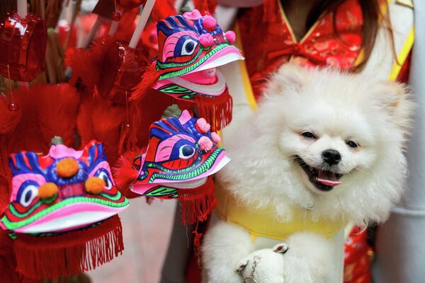 Пас позира крај украса са змајем изложених на продају уочи дочека Лунарне нове године у Бангкоку. - Sputnik Србија