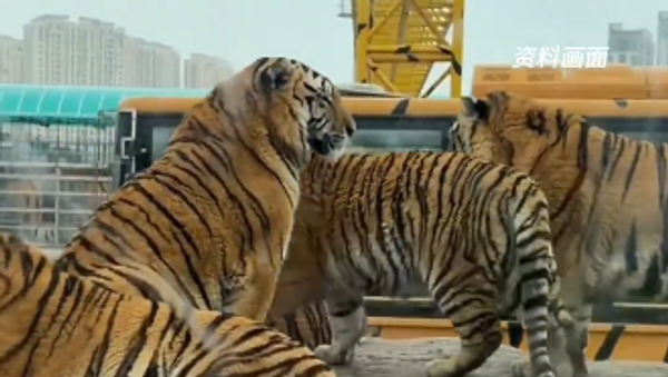 Време је за дијету /видео/