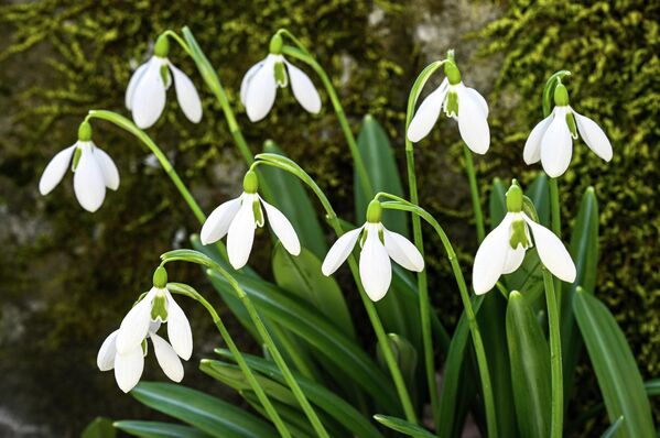 Висибабе су проветале на планини Ају-Даг на Криму. - Sputnik Србија