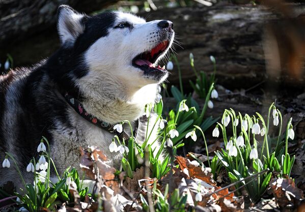 Ају-Даг је једна од најпознатијих планина на Криму. Налази се између Јалта и Алушта, уз саму обалу Црног мора. - Sputnik Србија