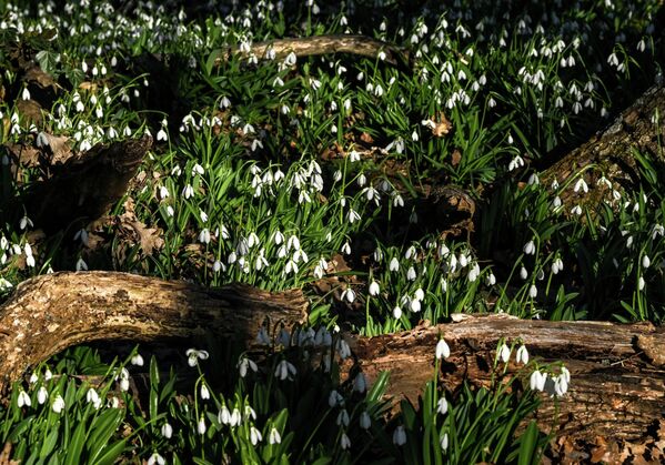 Јужна обала има скоро медитеранску климу са више од 2.000 сунчаних сати годишње, због чега је Крим био познато лечилиште и летовалиште. - Sputnik Србија