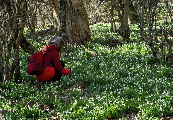 На Криму расте више од 2.000 врста биљака, од степских трава на северу до чемпреса и борова на југу. - Sputnik Србија