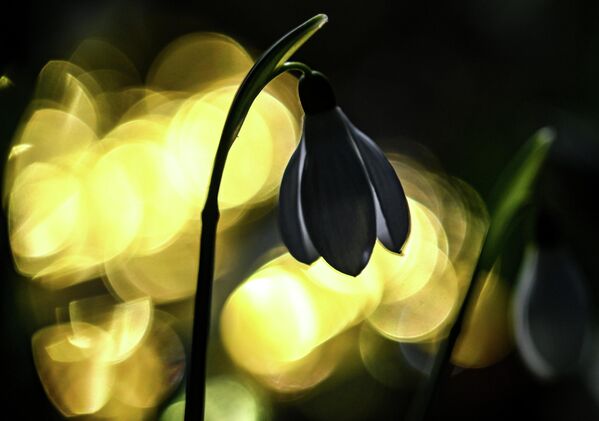 У близини Јалте налази се чувени Никитски ботанички врт. - Sputnik Србија