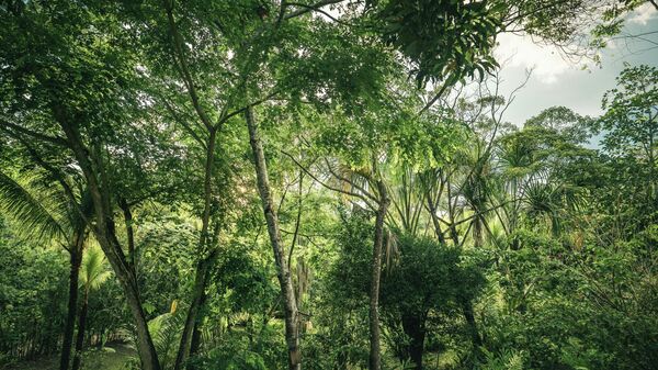 Перу прашума - Sputnik Србија