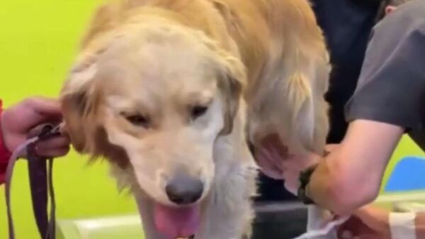 Пас - Sputnik Србија