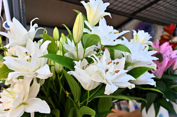 У Србији се Дан жена обележава од 1914. године, а Уједињене нације су 8. март званично прогласиле Међународним даном жена 1975. године. - Sputnik Србија