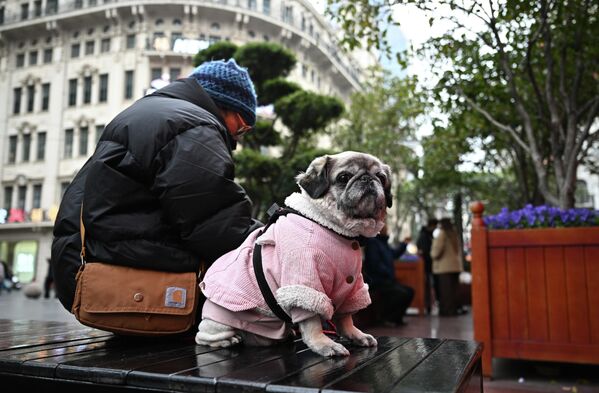 Жена са псом на улици Нанкин-роуд у Шангају. - Sputnik Србија