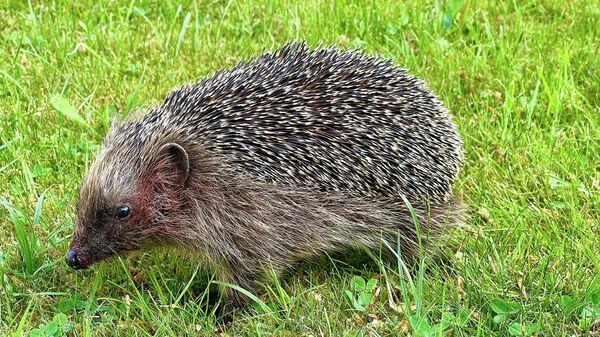 Јеж - Sputnik Србија