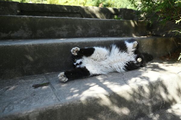 Идеално место за одмор и игру пронашла је и једна мачка. - Sputnik Србија