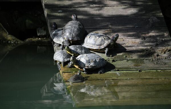 Корњаче у парку „Јужних култура“. - Sputnik Србија