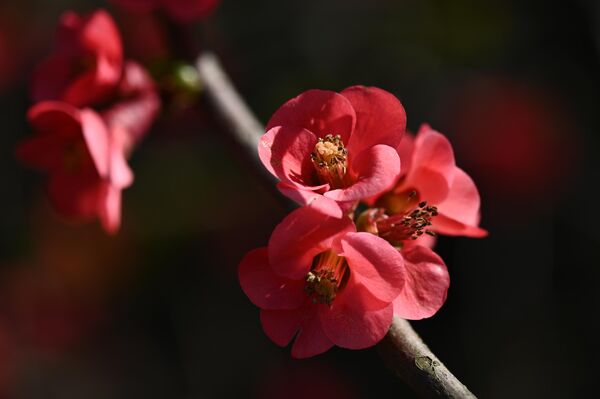 Лепоте боја цветова у парку. - Sputnik Србија