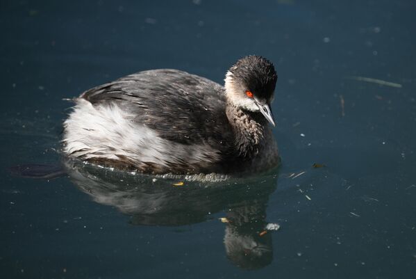 Црноврати гњурац. - Sputnik Србија