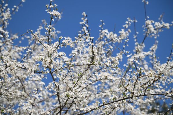 Оцветале крошње у парку „Јужних култура“. - Sputnik Србија