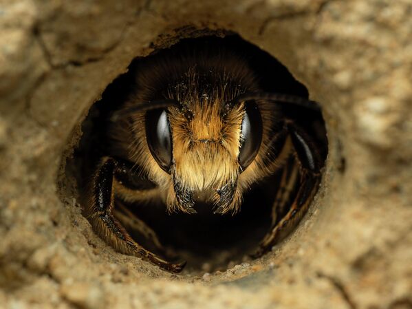 Победник Џејми Смарт „Пчела секач лишћа“ Повис, Велс. - Sputnik Србија