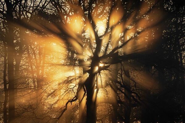 Победник Марк Ричардсон, „Зраци светлости дивље шуме“, фотографисано у Лондону. - Sputnik Србија